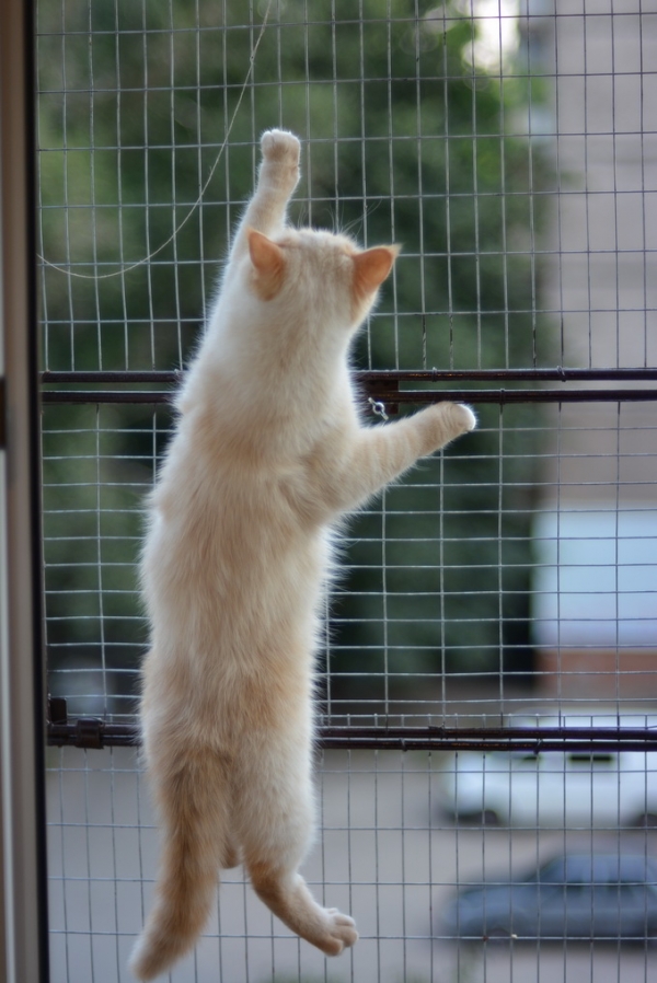 Сетка на окно для кота. "Броневик" Днепр